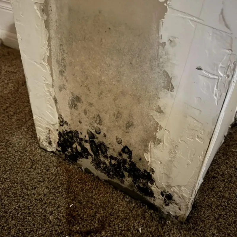 Professional Mold Removal in Meridian, TX